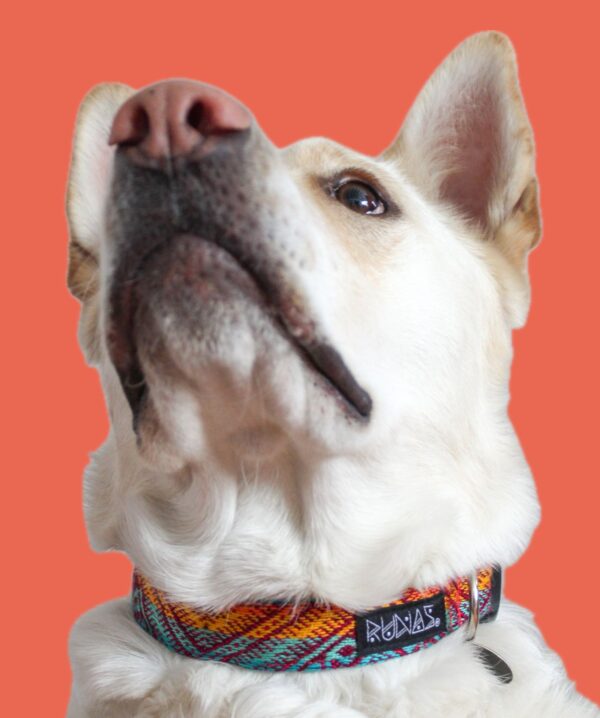 COLLAR RUNAS